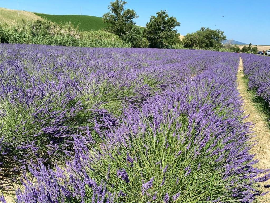 Podere Il Mulino Pieve di Santa Luce Esterno foto